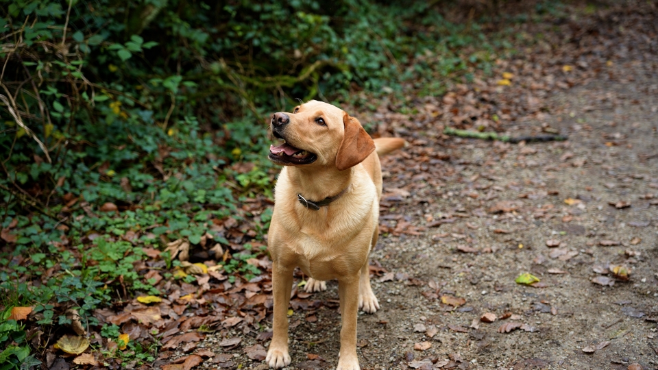 How Dogs at Work Are Transforming the Business Landscape in Newham