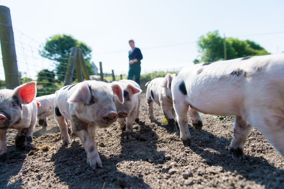 Newham has helped award-winning pork producers Primrose Herd thrive