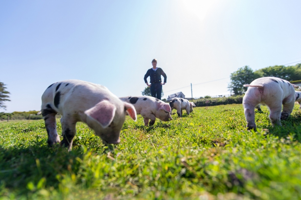 Award-winning Cornish pork producer moves to Newham